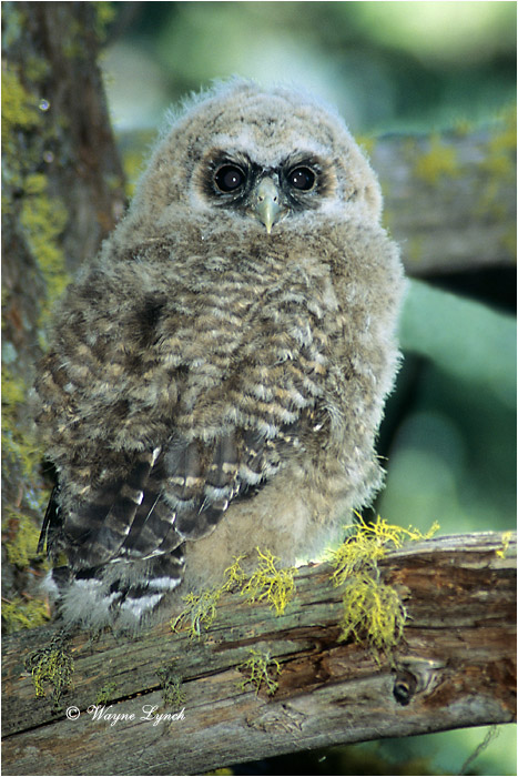 Northern Spotted Owl 113  by Dr. Wayne Lynch &copy;